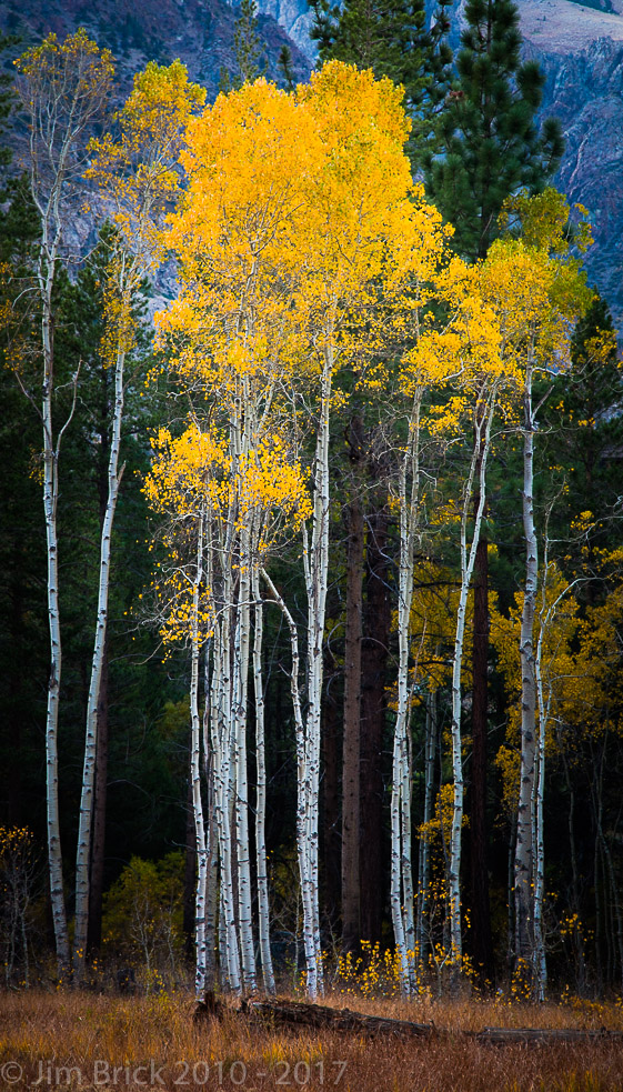 Fall Color, tall Aspens, June Lake Loop