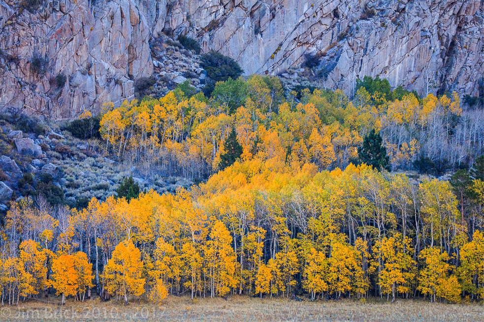 Fall Color, early morning, before sunrise, near Grant Lake, June Lake Loop