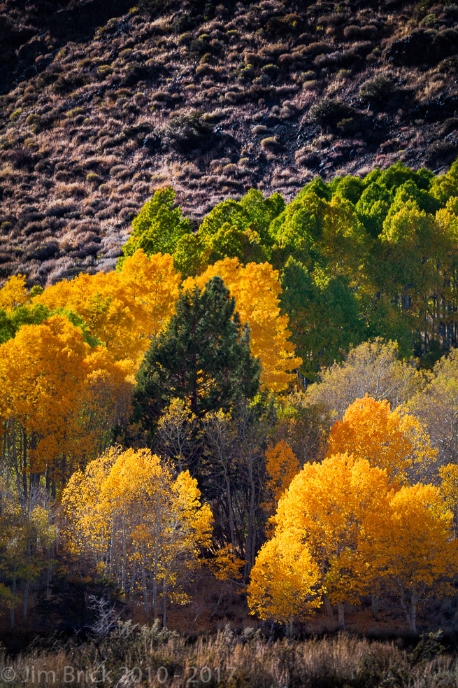 Fall colors along Lundy Lake Road, near Mono Lake