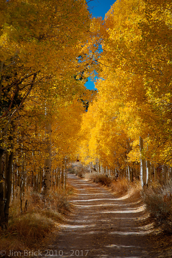Fall colors along a Lundy Lake back road, near Lundy Lake