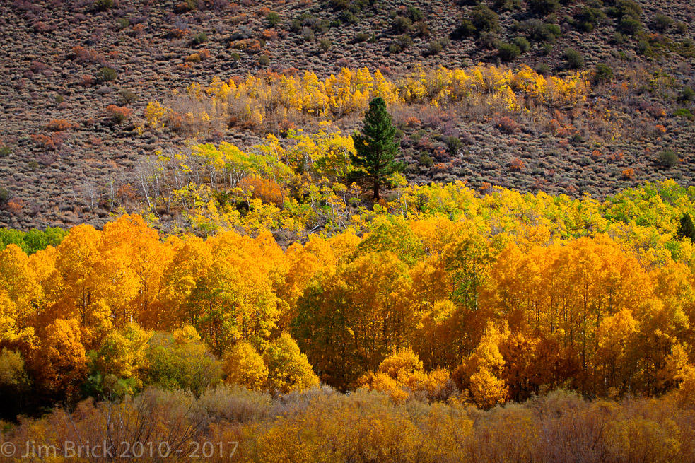 Fall Color, June Lake Loop