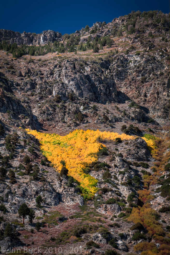 The USA in fall colors, on a distant mountain side. June Lake Loop
