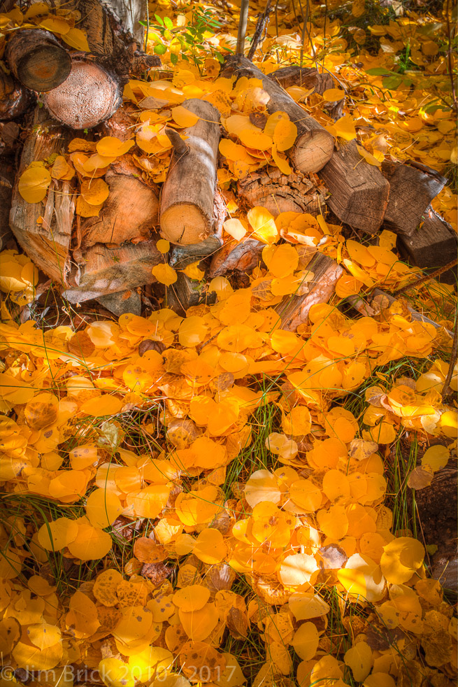 Aspen leaves, forest floor, June Lake Loop