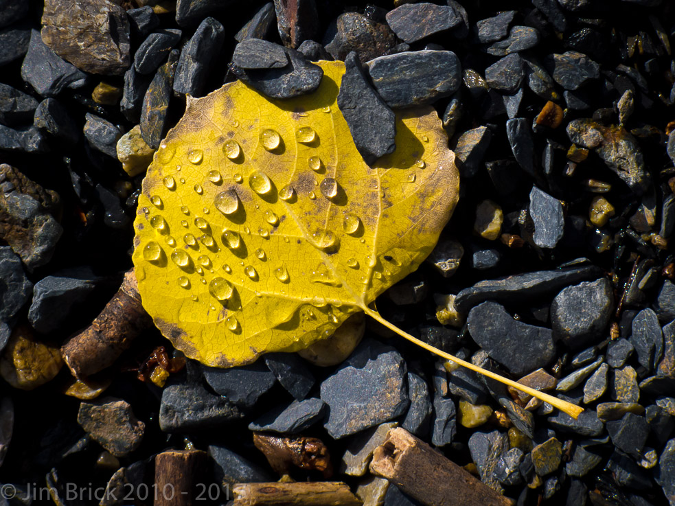 Aspen leaf close-up along the Silver Lake shore