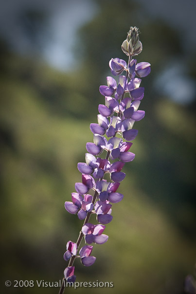 1/1600 sec at f / 5.6,  105 mm