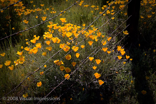 1/200 sec at f / 16,  47 mm