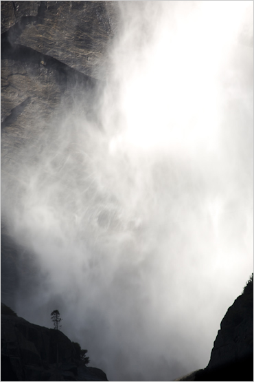 work_big_water_tree image