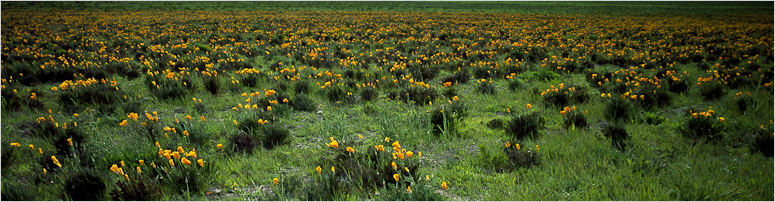 work_poppy_field image