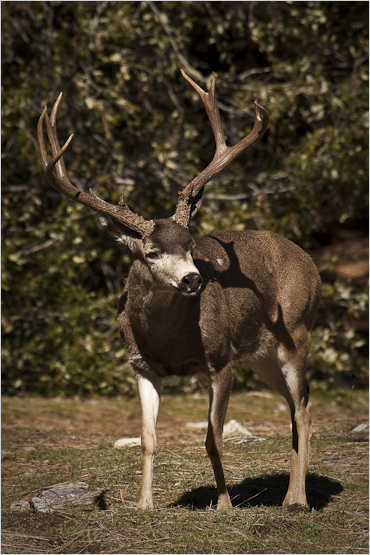 work_yosemite_buck image