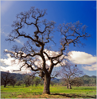 Tree - Image