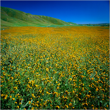 work_goldenrod image