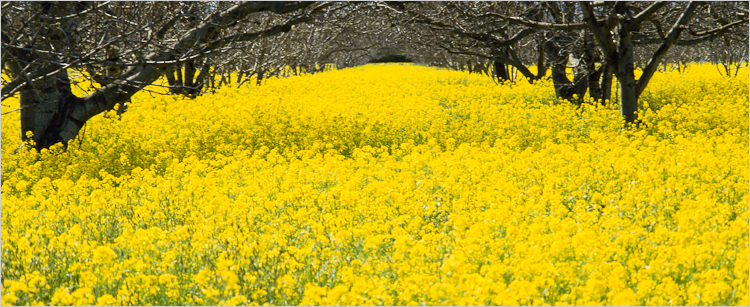 work_mustard_orchard image