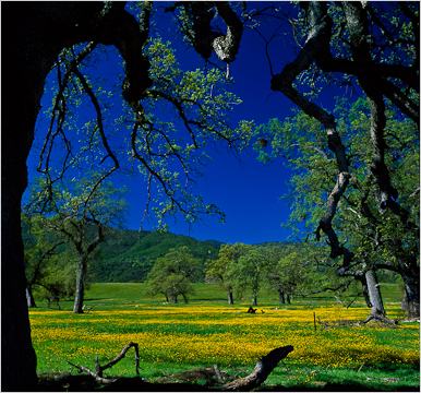 work_oaks&wildflowers image