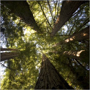 work_redwood_350 image