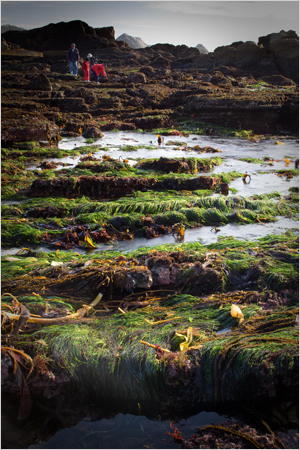 workshop_Weston_beach_low_tide image