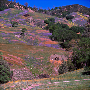 work_wildflowerseverywhere image