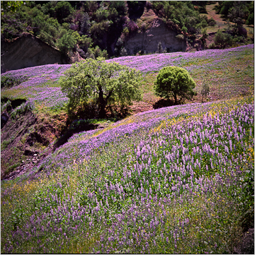 work_wildflowersfieldscanyons image