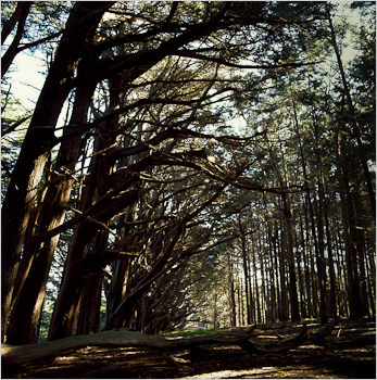 worksched_mossbeachtrees image