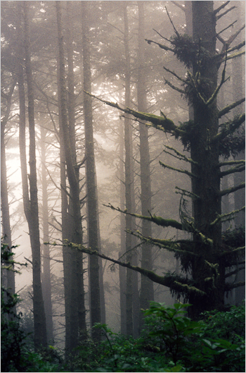 worksched_pointlobosfogtreesimage