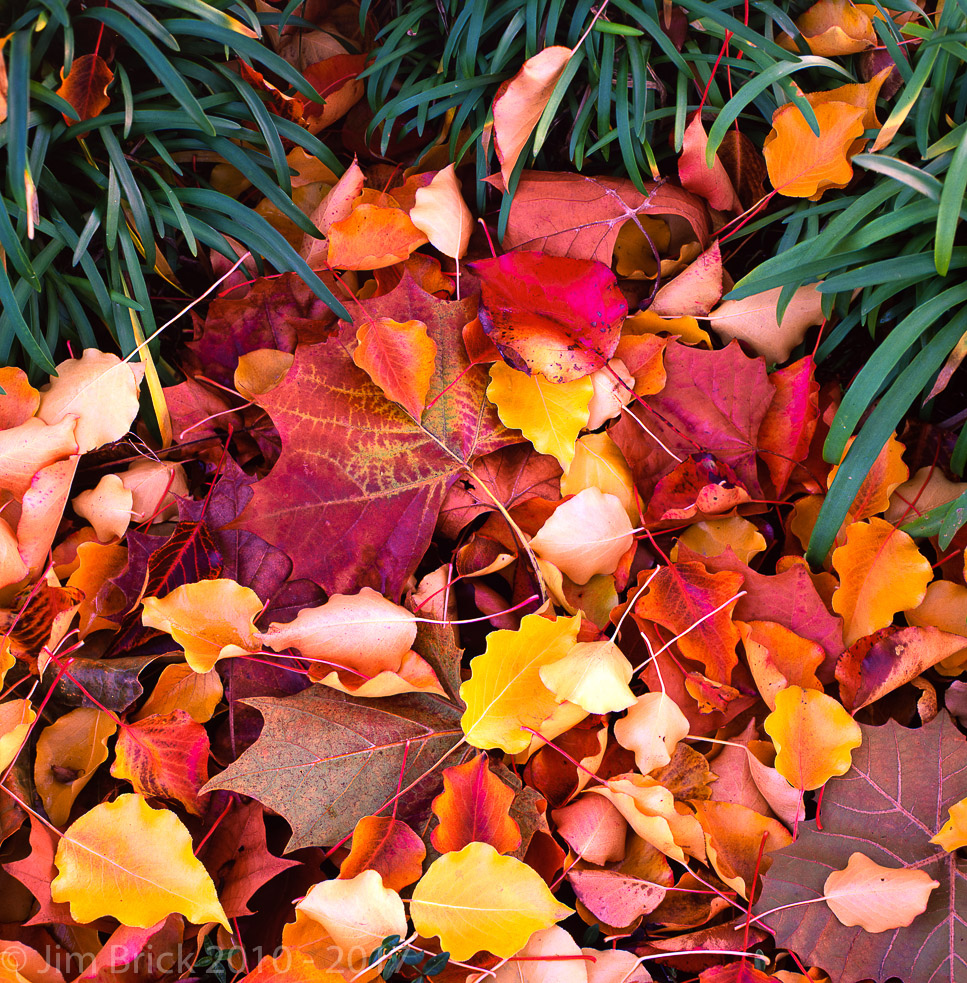 Rollei SL66, 80mm HFT Planar lens. Fuji Velvia 50 film, slight Scheimpflug used.