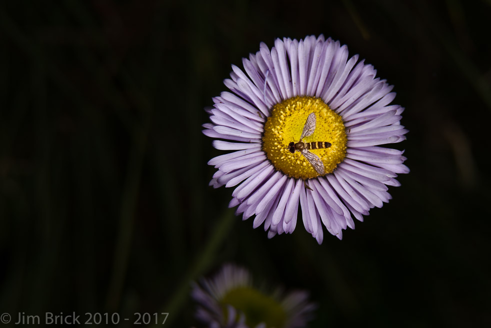 Canon EOS-1Ds Mark III, EF24-105mm f/4L IS USM, EF25 Extension Tube